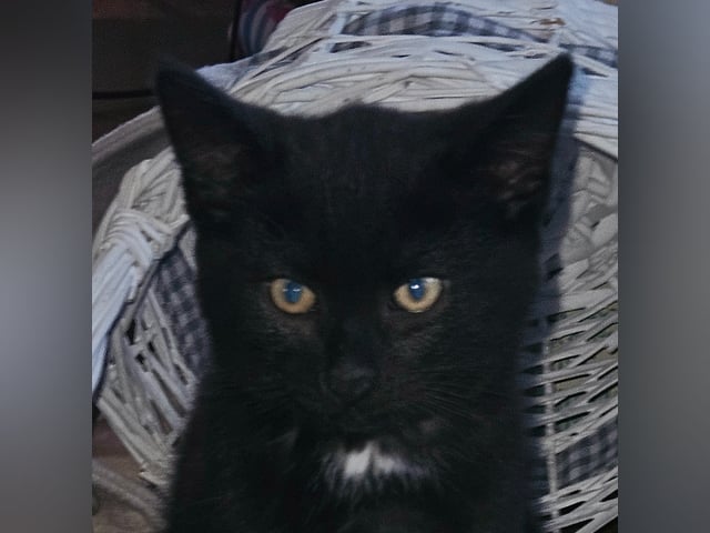 Norsk skogkatt · Torsby · Cute Happiness