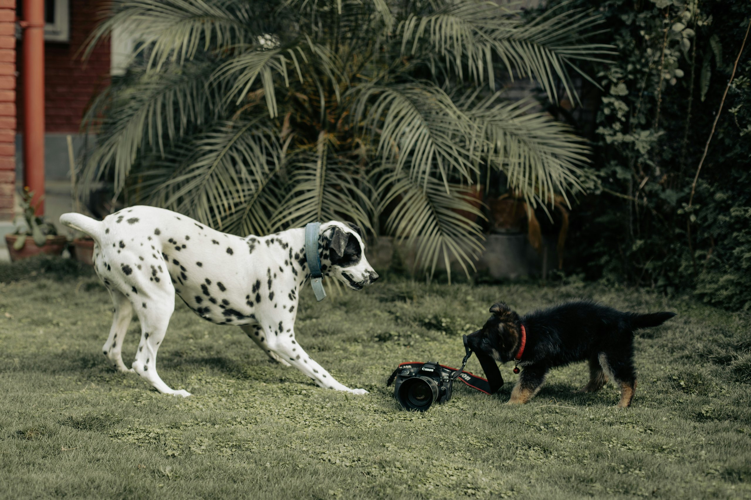 dogs playing with camera
