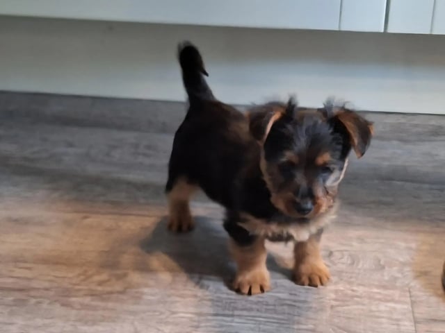 Australsk terrier