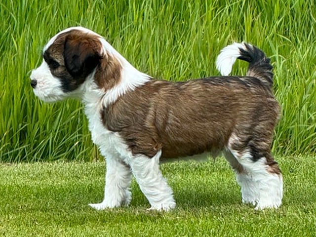 Tibetansk terrier