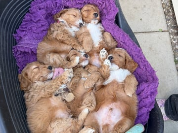 Cockerpoo · Vittinge · Cockerpoo valpar
