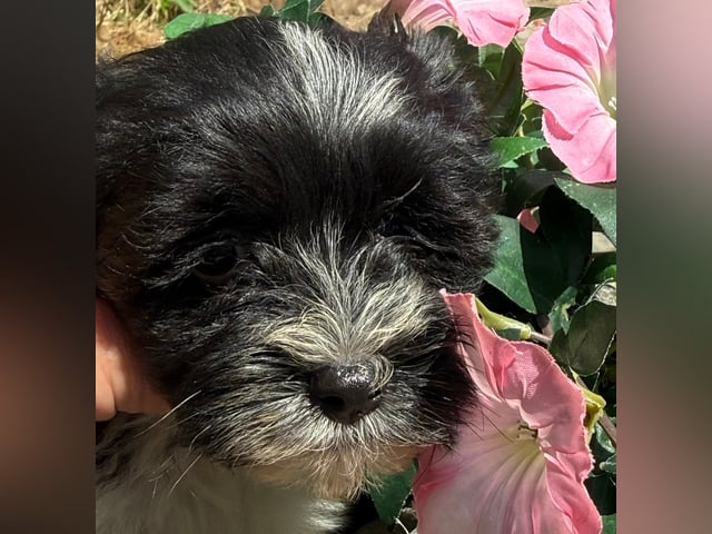 Bichon havanais