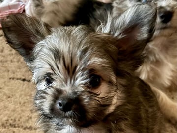 Chihuahua blandras · Bålsta · Bålsta