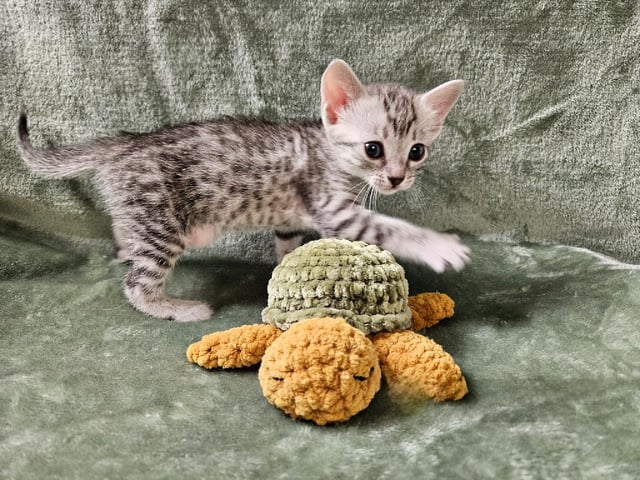 Egyptisk Mau