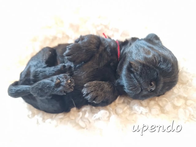 Affenpinscher