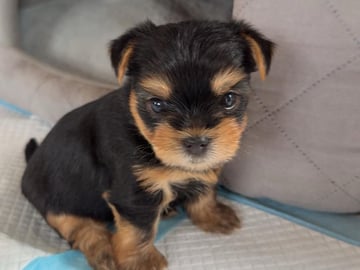 Yorkshire terrier · Brande · Elin N.
