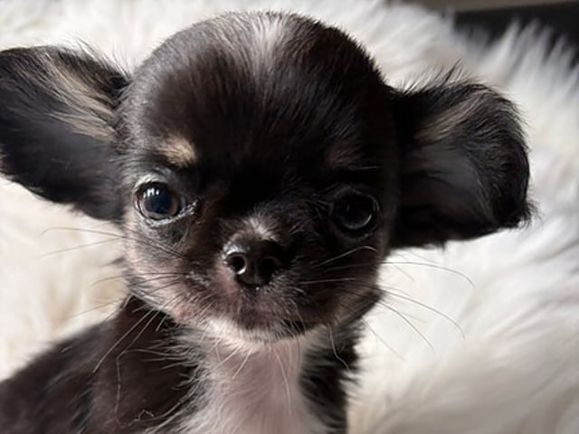 Chihuahua