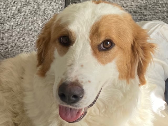 Maremma Abruzzese Sheepdog