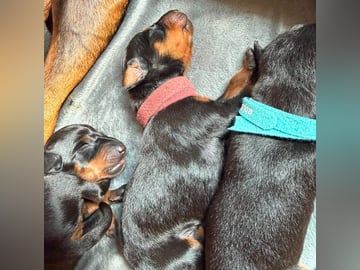 WestChester Kennel