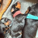 Manchester Terrier