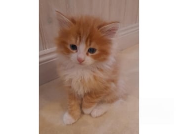 SnowKitten