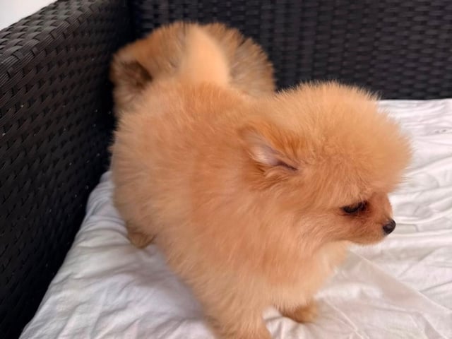 Pomeranian