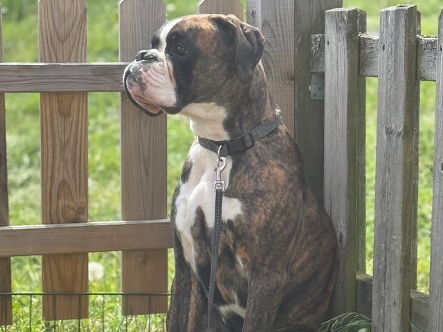 Boxer