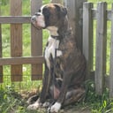 Boxer