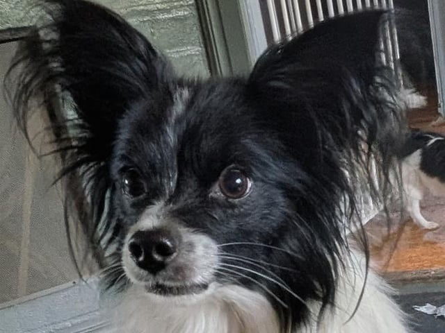 Papillon