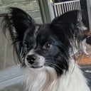 Papillon
