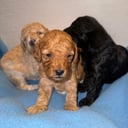 Miniature Poodle