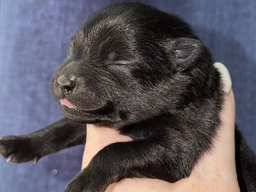 German Spitz – Kleinspitz · Herre · Omnia