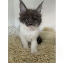 Maine Coon