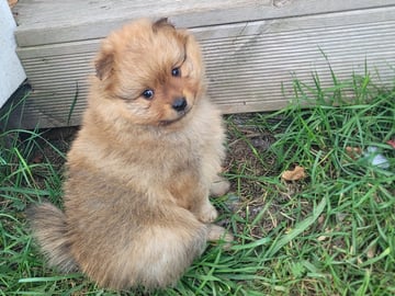 German Spitz – Mittelspitz · örebro · Barråsens