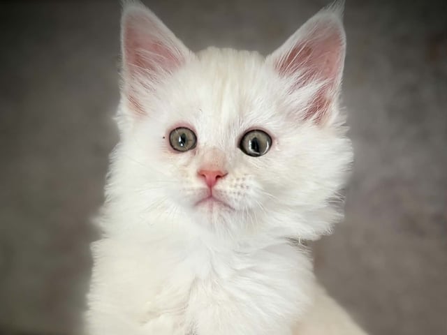 kitten: S*Acoonitum's Yaki