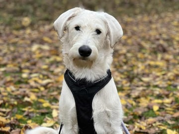Smith Labradoodles