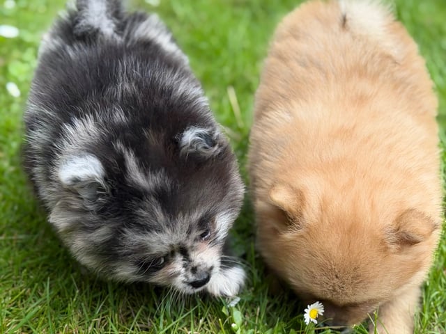 Pomeranian