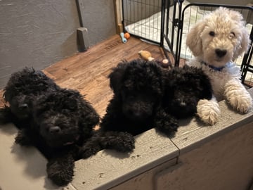 Goldendoodle · Västerlanda · Lugnets kennel