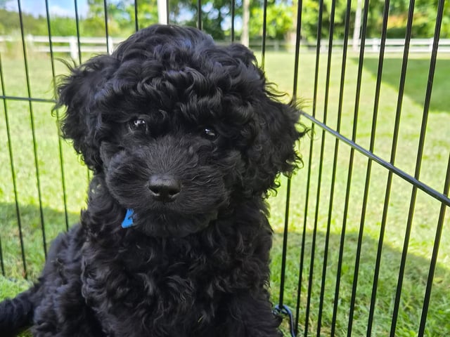 Cavapoo
