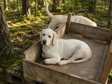 Labrador retriever · Hörby · Monika H.
