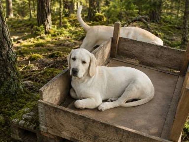 Labrador Retriever · Hörby · Monika H.