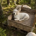 Labrador retriever