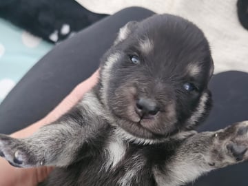 Finsk lapphund - Angel´s Share