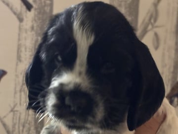 Passion Spaniels