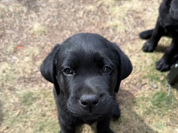 Labrador retriever · Huddinge · Tony J.