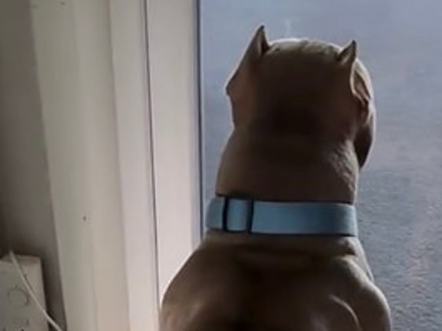 American bully valpar