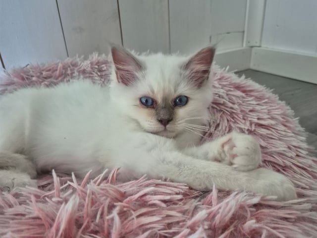 Seawiew cat's