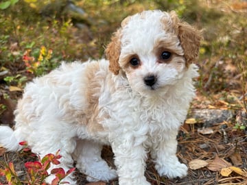 Cavapoo · Sala · Sallysshine