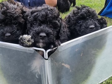 Maltipoo · Ystad · Jenny M.