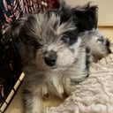 Chihuahua blandras