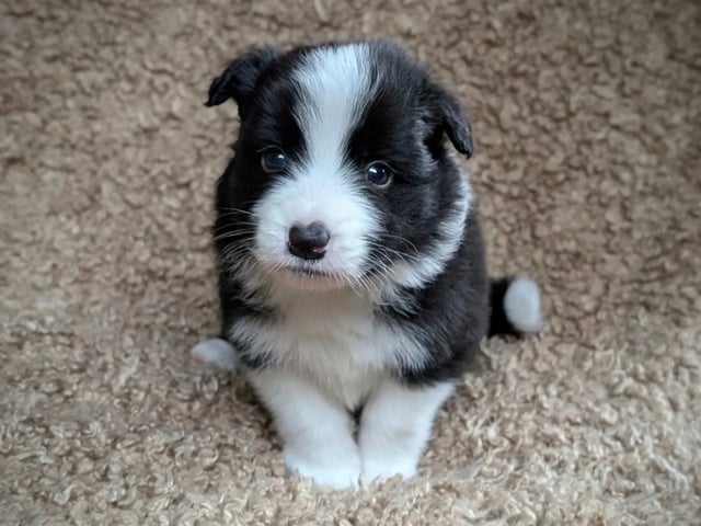 Border collie