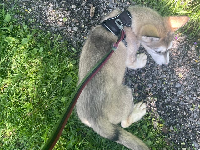 Alaskan malamute