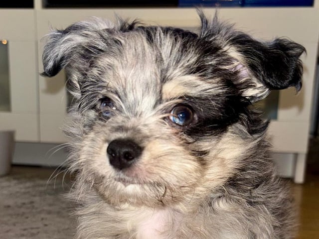 Chihuahua blandras · Bålsta · Minna L.