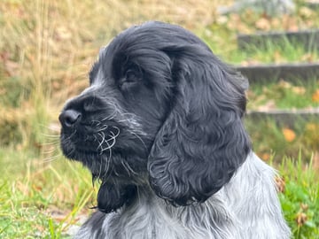 Cocker spaniel · Røyse · Kennel Fosliskrenten