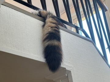 Wikslynx