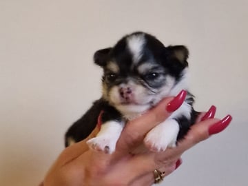 Långhåring chihuahua · Södertälje · Telge's Bling Bling