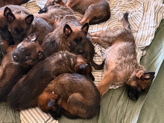 Belgisk hyrdehund – malinois