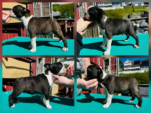 Boston terrier