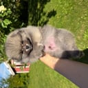 Pomeranian