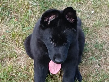 Kennel Snibor Anzi